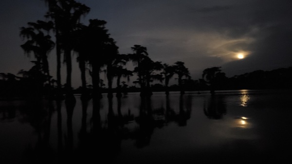 Trees saluting the moon