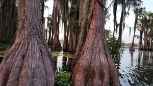 [Rosy cypress]