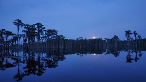 [Reflected moon and trees]