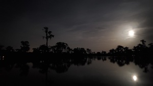 [Tree and moon]