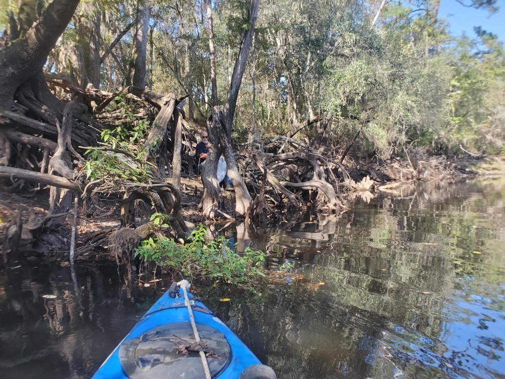 T2 in the cypress knees