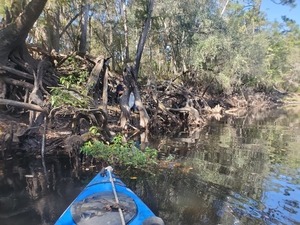 [T2 in the cypress knees]