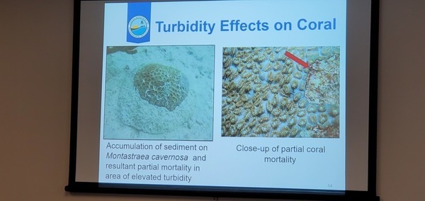 Turbidity Effects on Coral