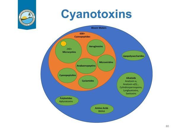 Cyanotoxins Venn diagram