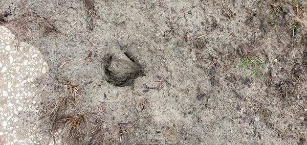 [Closeup posthole, 09:05:02, 30.6749427, -83.3941542]