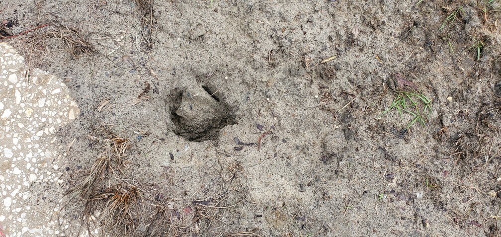 Closeup posthole, 09:05:02, 30.6749427, -83.3941542