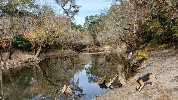 Brown Dog upstream, Little River, 11:30:51, 30.847175, -83.34753