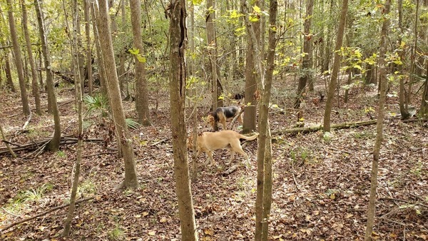 [Dogs in woods, 11:39:43, 30.8470623, -83.3469316]