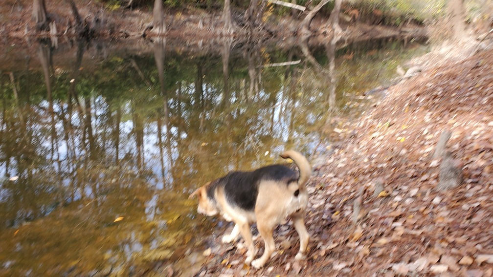 Upstream with Brown Dog, 11:23:19, 30.848091, -83.348224