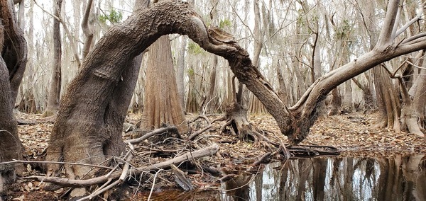 Very twisted tree, 10:18:23