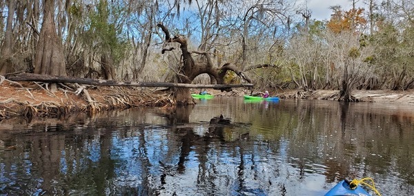 [Left under the gnarly tree, 11:05:57, 30.7991236, -82.4249847]