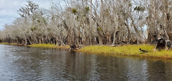 [See through the trees to an empty area, 11:26:04, 30.7953858, -82.4312771]