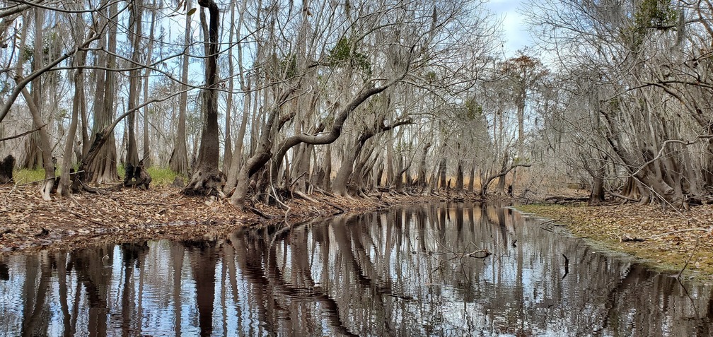 Sentinel trees on the right bank, 10:18:29, 30.8072193, -82.4188082