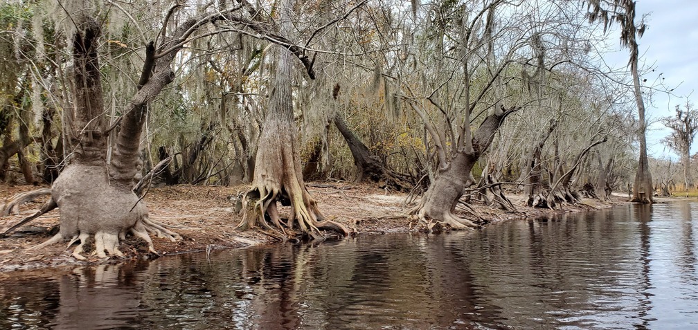 Bulbous trunks, 11:18:36