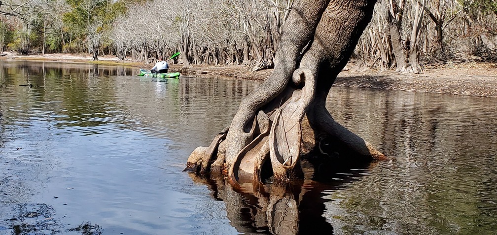 Tree in river, 11:46:52, 30.7917215, -82.4391681