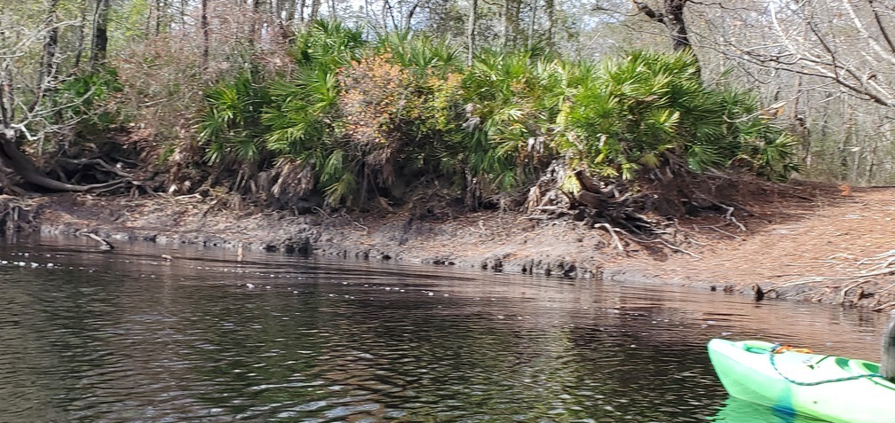 Closeup palmettos, and is that river access?, 11:56:01, 30.7887384, -82.4450926