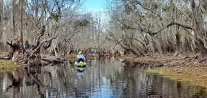 [Overhanging branches, 10:04:51, 30.8060414, -82.4186229]