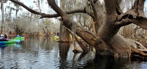 [Another gnarly tree, 11:07:03, 30.7993697, -82.4255204]