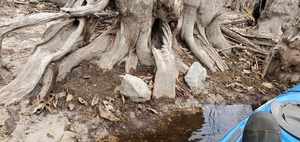 [Unnatural rocks by a tree, 11:09:00, 30.7993700, -82.4255200]