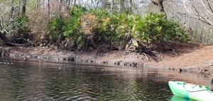 [Closeup palmettos, and is that river access?, 11:56:01, 30.7887384, -82.4450926]