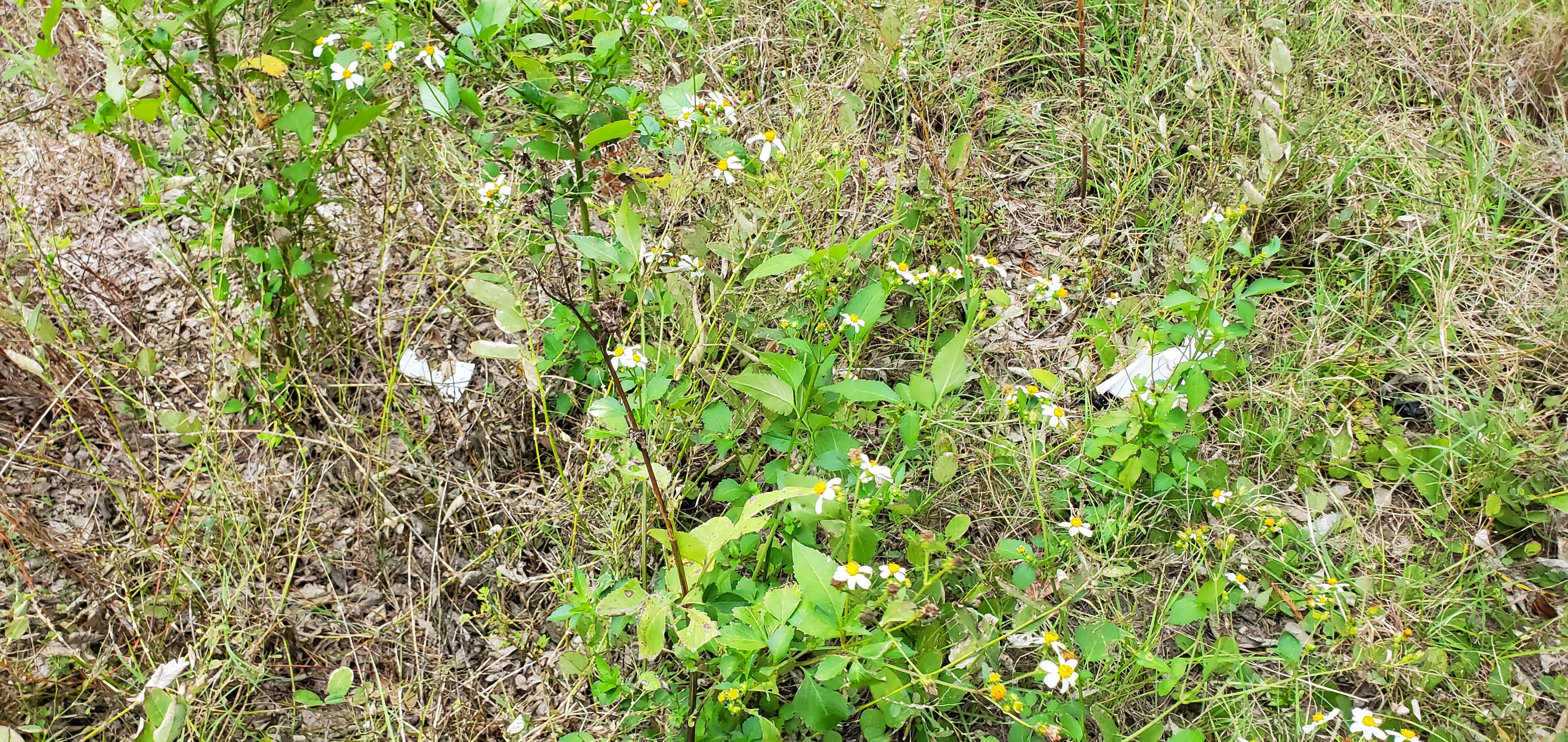 Yellow flowers