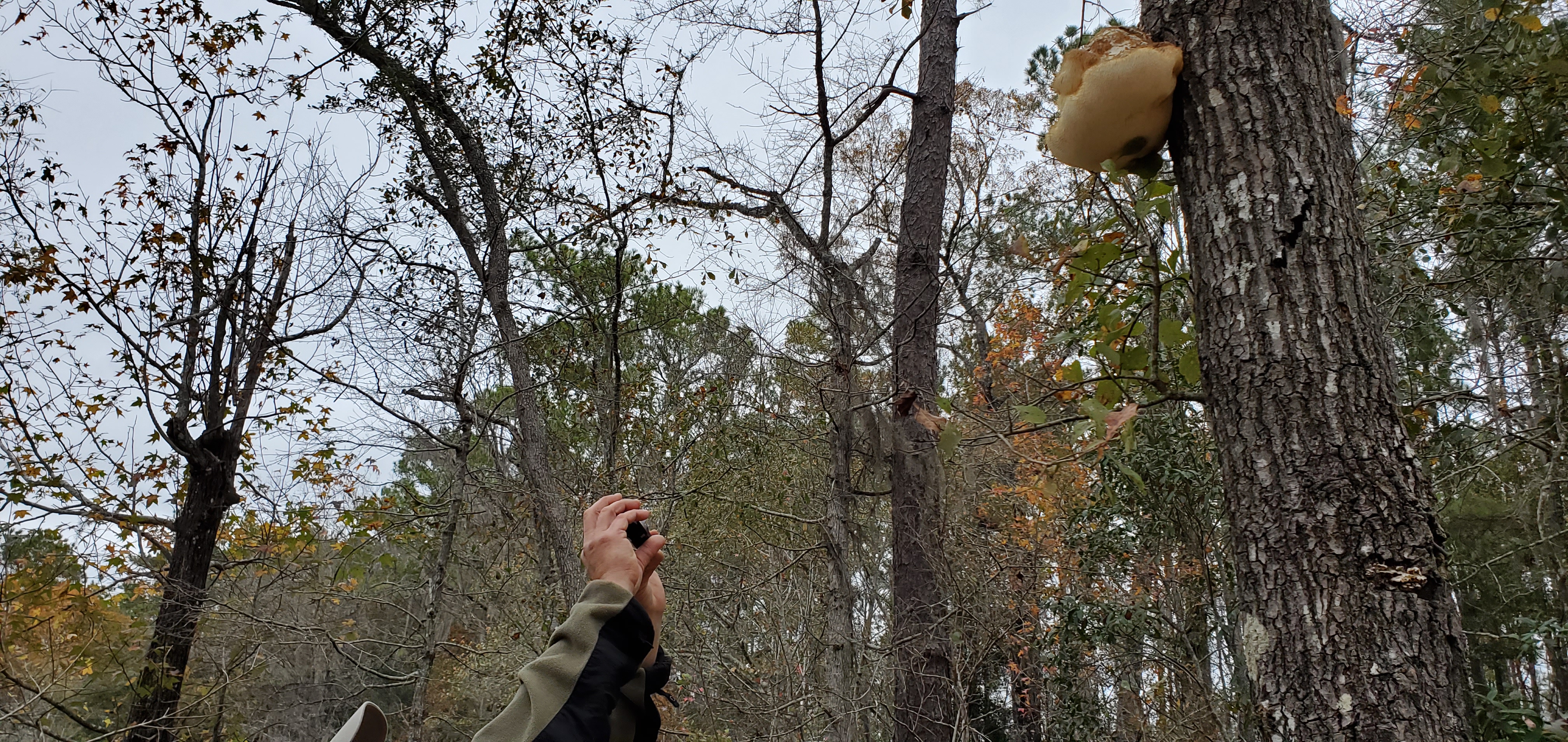 Fungus on tree