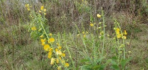 [Invasive, poisonous to cattle]