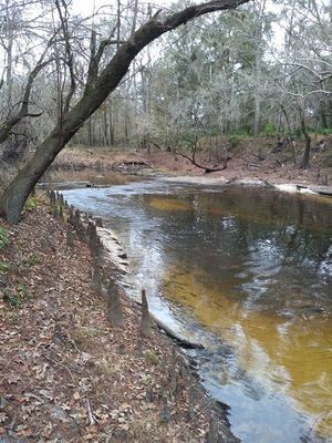 [Green upstream Withlacoochee]