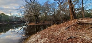 [Cypress knees, 17:16:01]