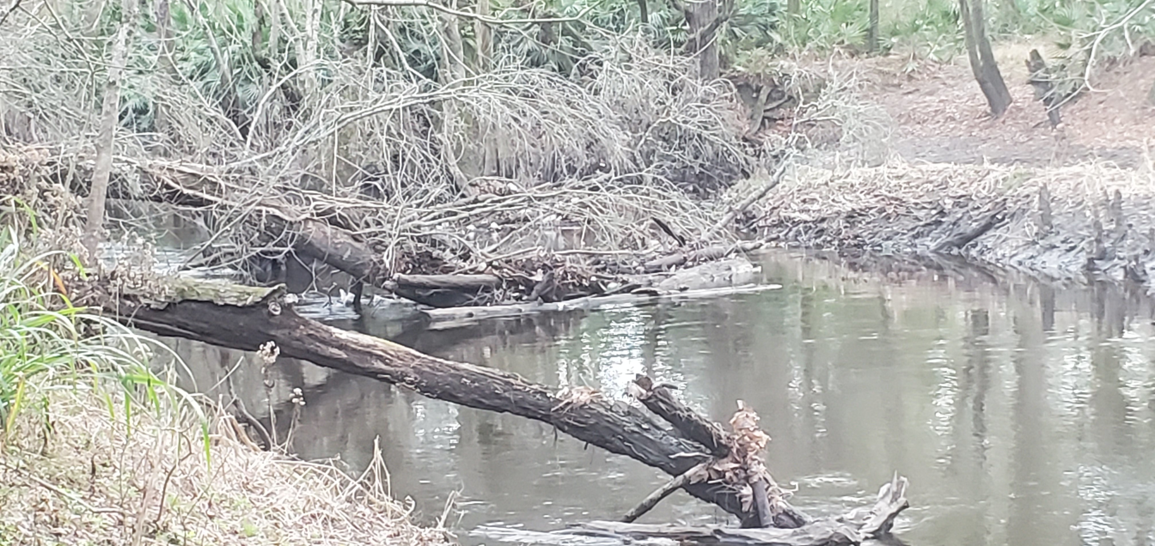 Downstream deadfall trash