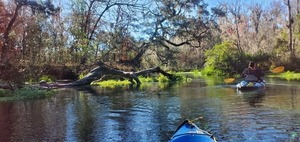 [Tree and paddler, 11:03:49, 29.9779735, -82.7592898]