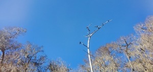 [Buzzards in tree, 13:55:44, 29.9366481, -82.7977973]