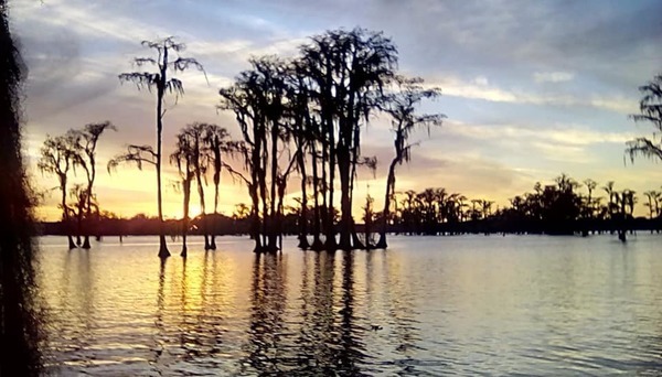 Cypress dancing in the sunset (MG)