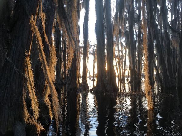 [Sunset behind cypress]