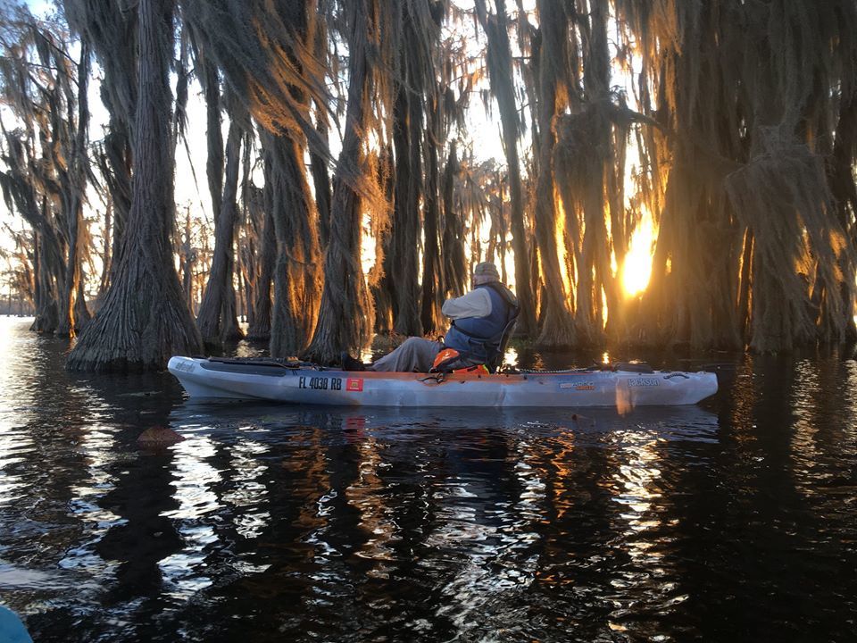 Paddler, cypress, sunset