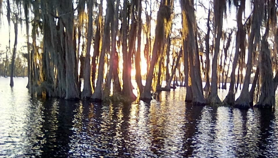 Sunset in the mossy gold woods (MG)