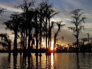 [Sundown cypress]