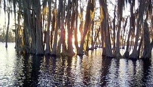 [Sunset in the mossy gold woods (MG)]