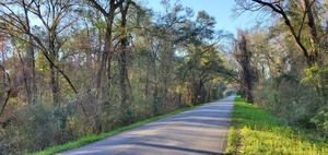 [Tree Canopy]