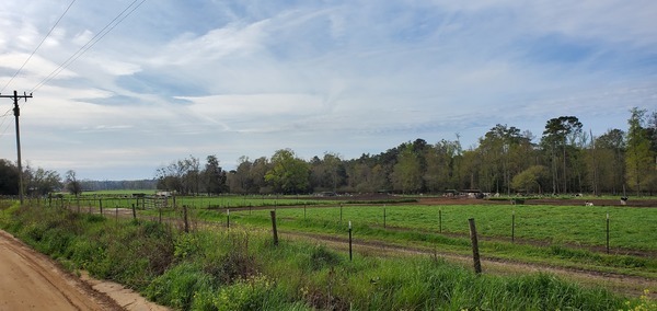 [Cows as far as the eye can see]