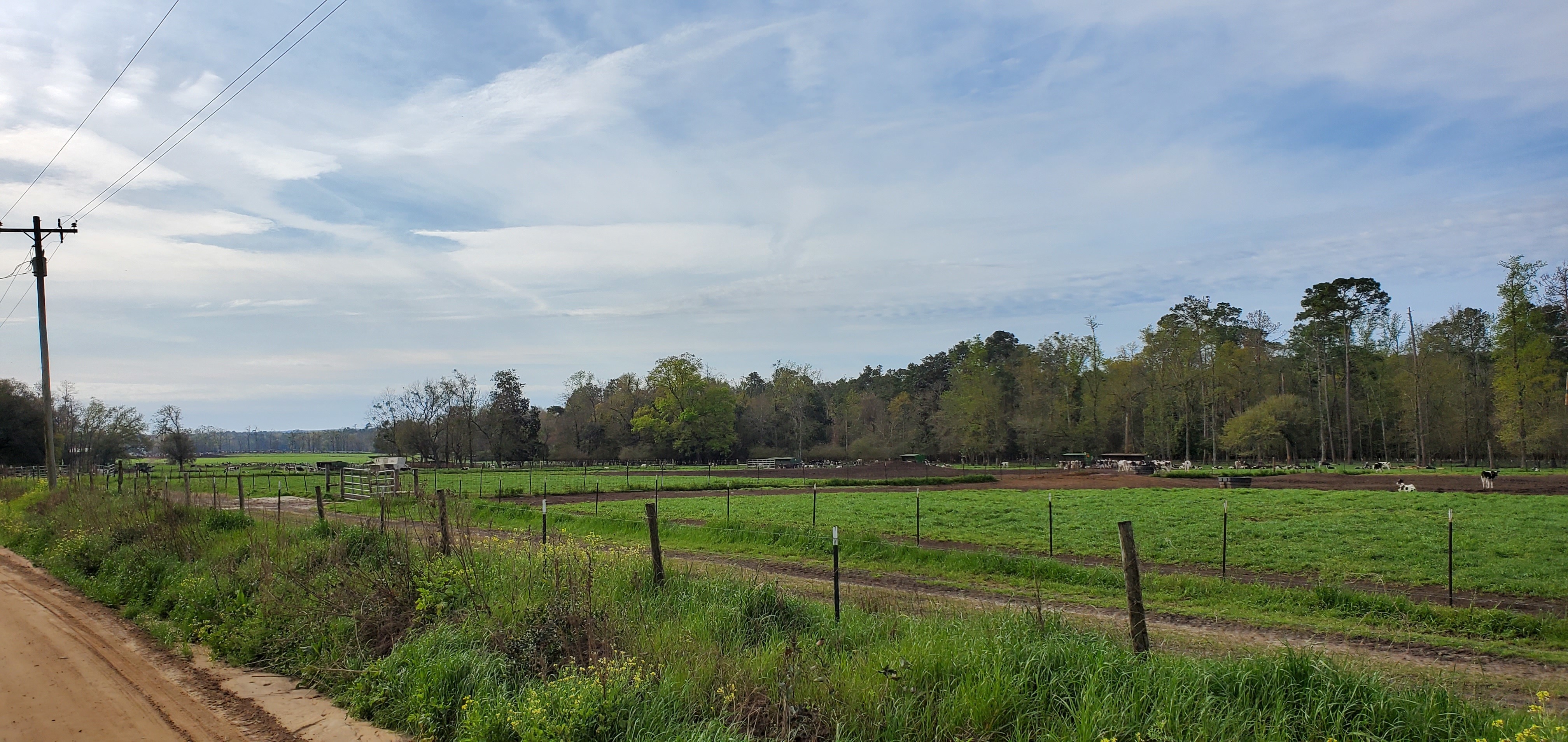 Cows as far as the eye can see