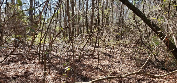 Mound seen from the northeast, 32.0573666, -83.6398916