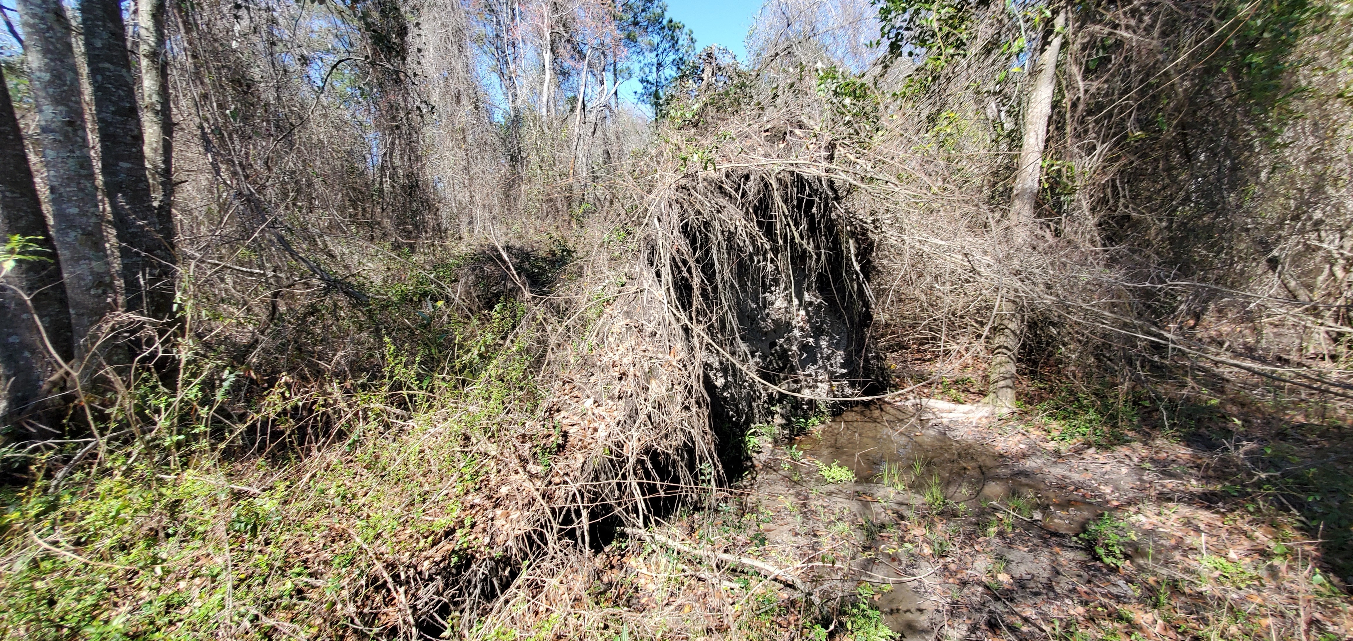 Around the dead tree