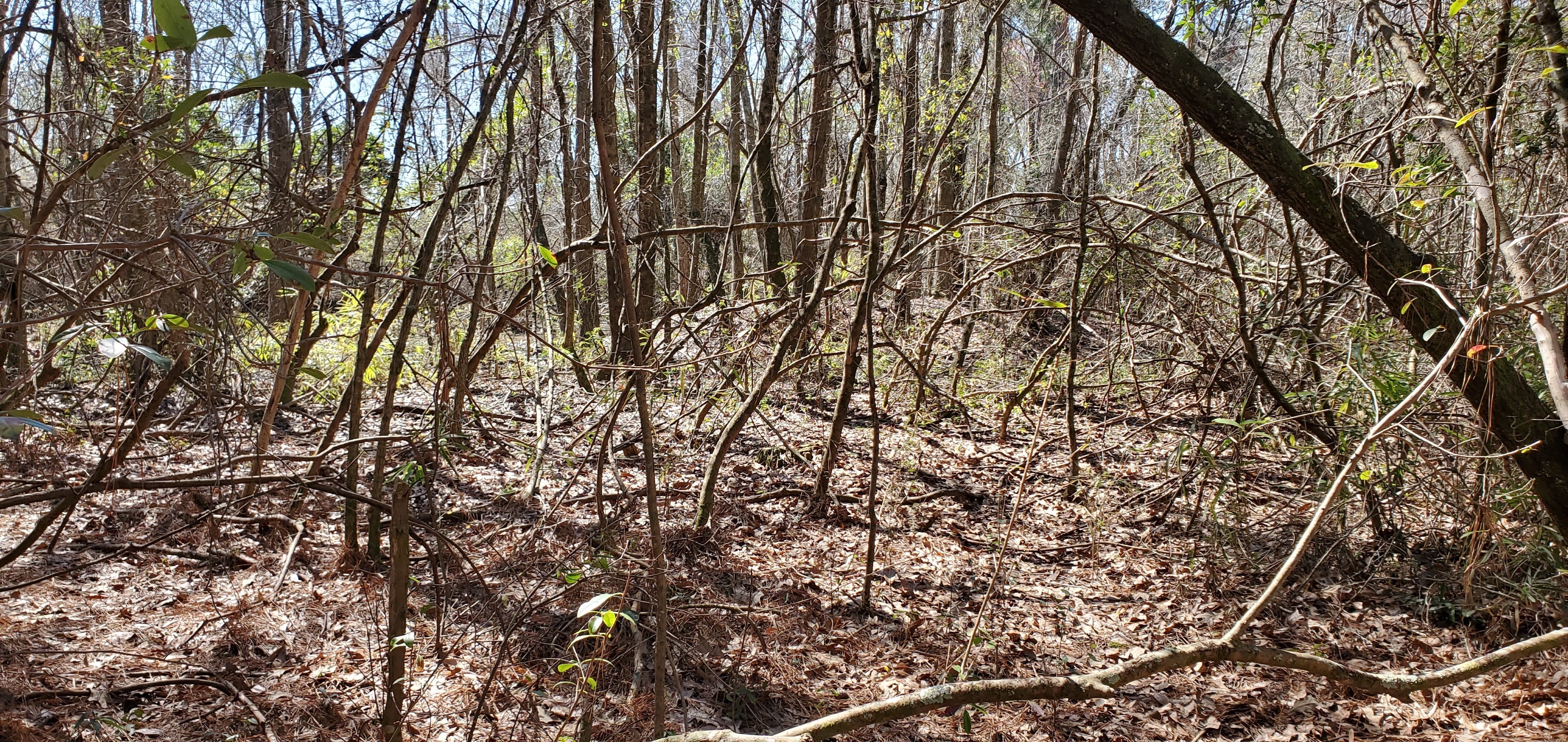 Mound seen from the northeast, 32.0573666, -83.6398916