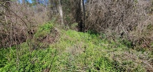 [Japanese Climbing Fern]