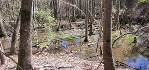 [Downstream seen from the mound]