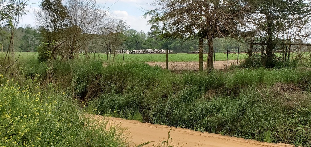 Cows in pasture