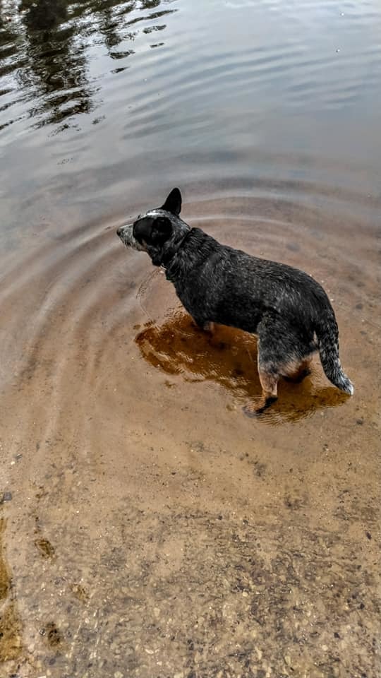 Dog in river