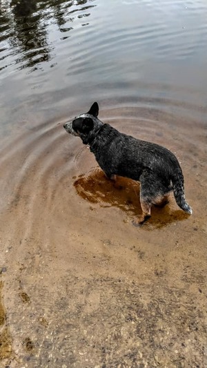 [Dog in river]