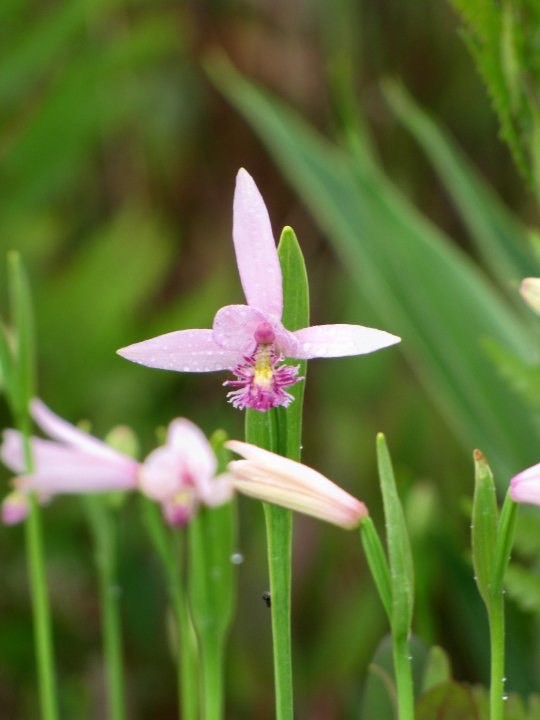 [Flower]